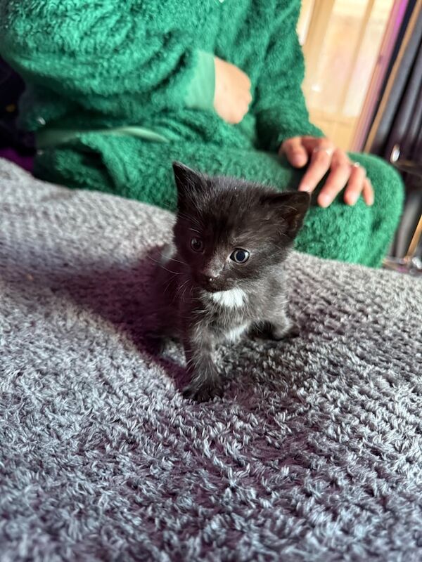 Kittens for sale in Lowestoft, Suffolk - Image 3