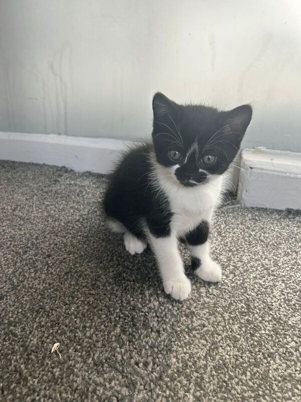 Kittens for sale in Salford, Greater Manchester | Image 2