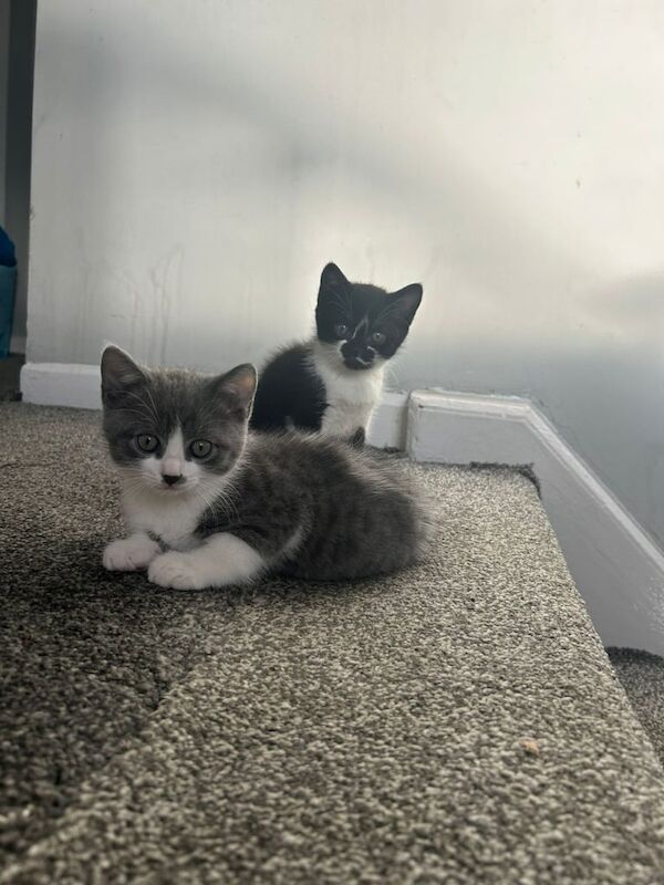 Kittens for sale in Salford, Greater Manchester | Image 3
