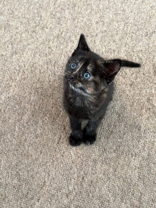 Kittens for sale in West Moors, Dorset