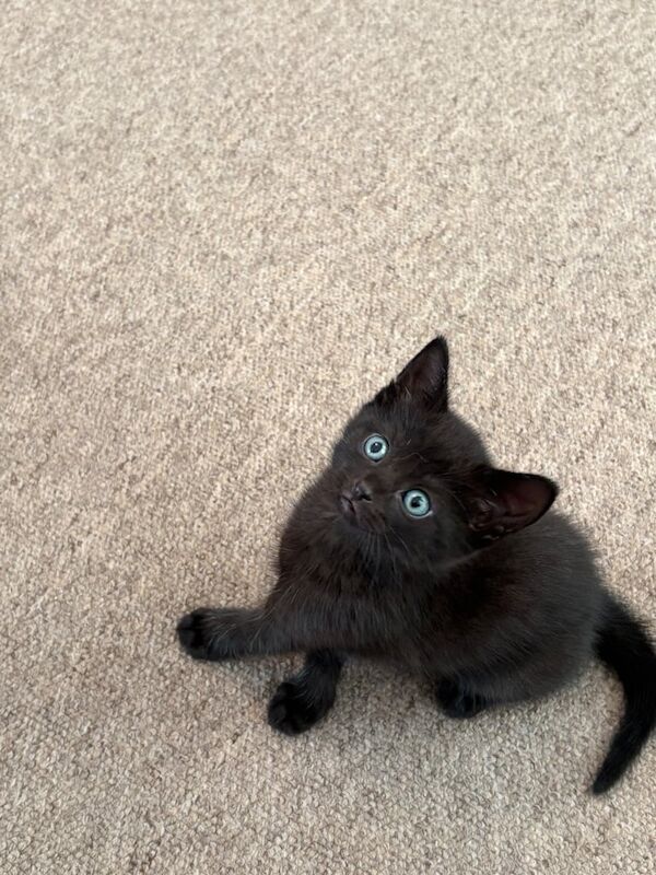 Kittens for sale in West Moors, Dorset - Image 2