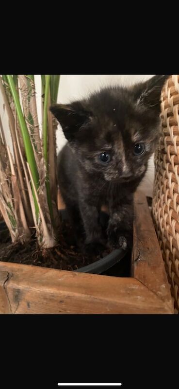 Kittens for sale in West Moors, Dorset - Image 3