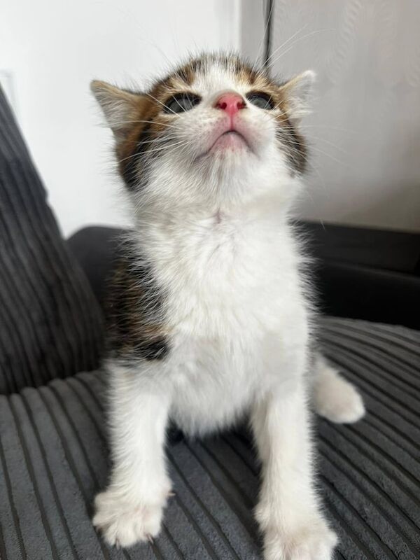 kittens for sale in Great Barr, West Midlands