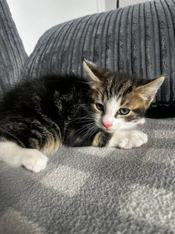 kittens for sale in Great Barr, West Midlands - Image 2