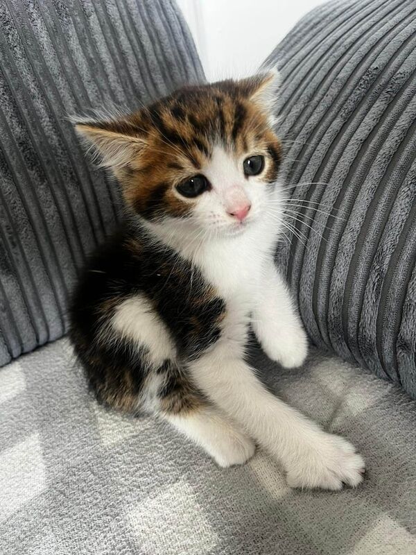 kittens for sale in Great Barr, West Midlands - Image 3