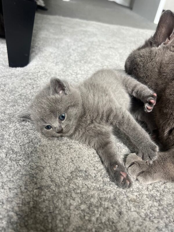 Kittens for sale in Hook, Hampshire
