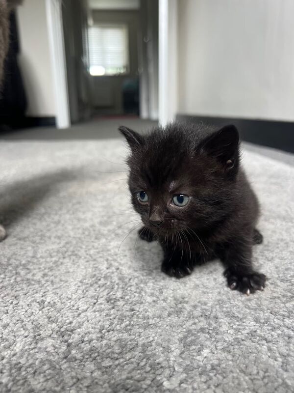 Kittens for sale in Hook, Hampshire | Image 2