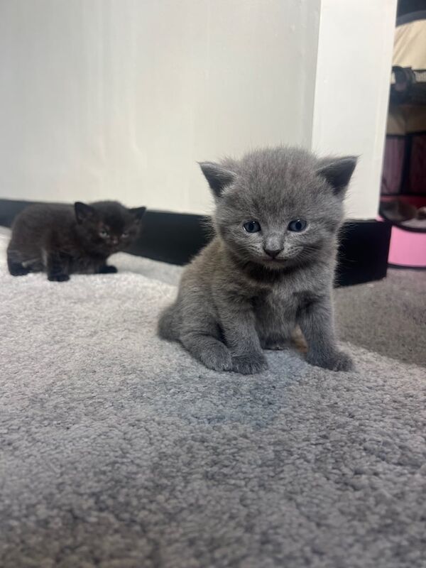 Kittens for sale in Hook, Hampshire | Image 3