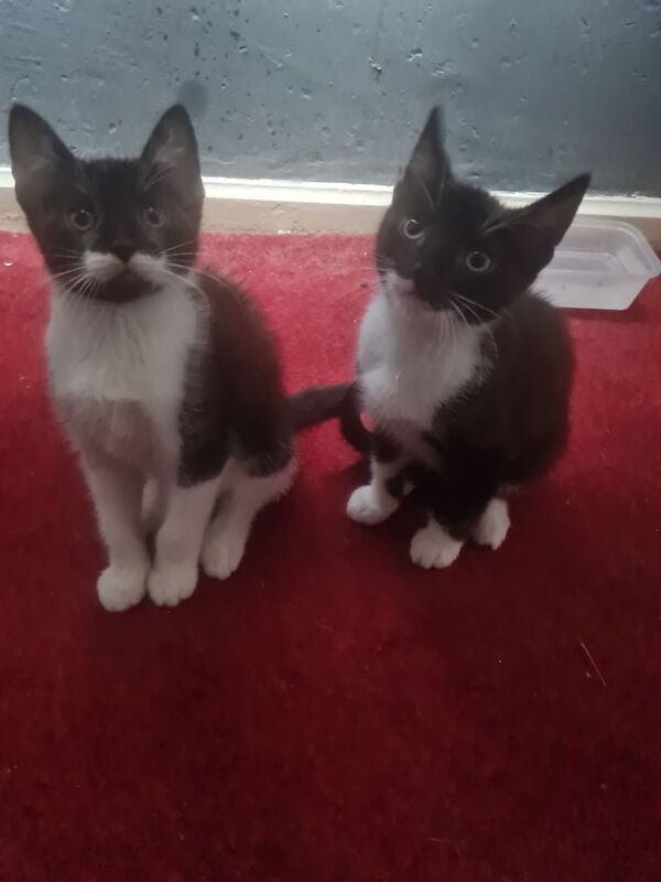Kittens for sale in Southampton, Hampshire