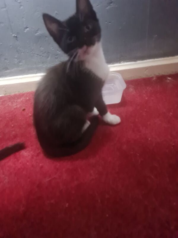 Kittens for sale in Southampton, Hampshire - Image 2