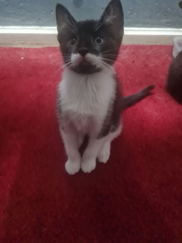 Kittens for sale in Southampton, Hampshire - Image 3