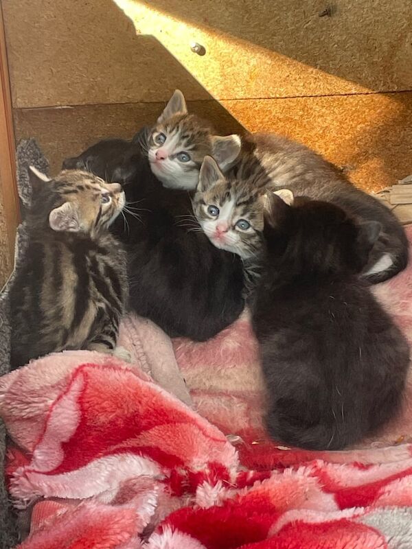 Kittens for sale in Erdington, West Midlands