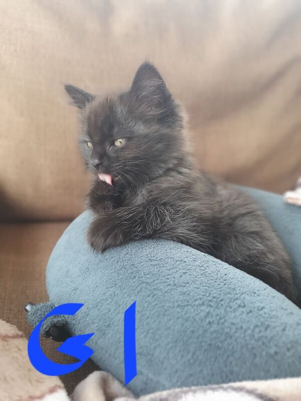 Kittens for sale in Kirknewton, West Lothian