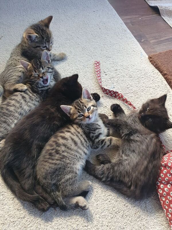 Kittens for sale in Kirknewton, West Lothian | Image 2