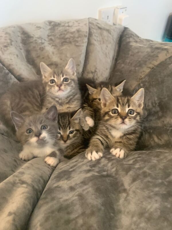 Kittens for sale in Ballymoney, County Antrim
