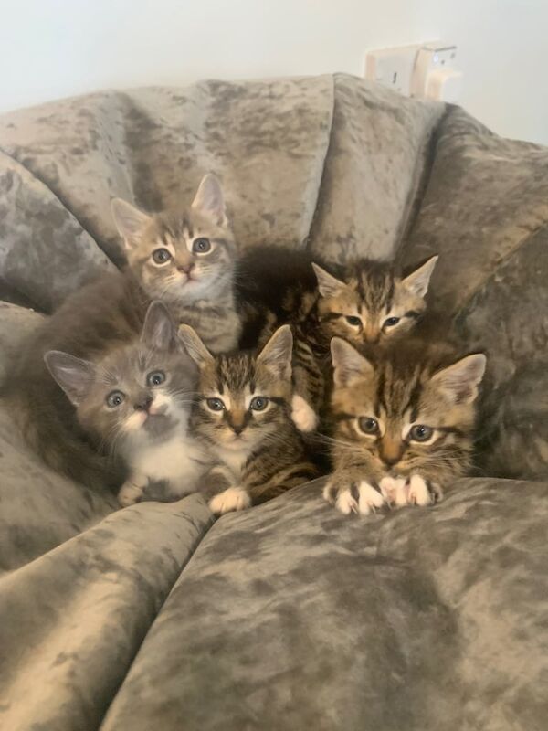 Kittens for sale in Ballymoney, County Antrim - Image 2