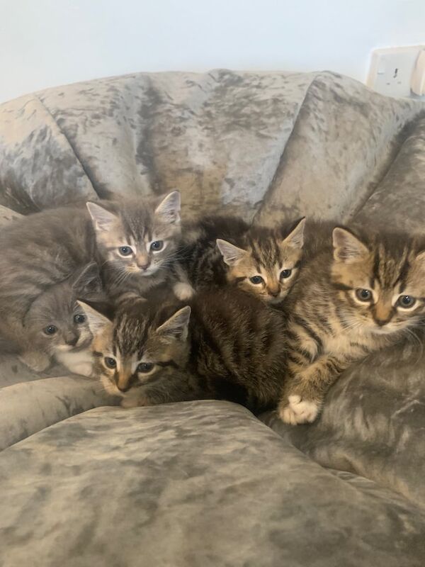 Kittens for sale in Ballymoney, County Antrim - Image 3