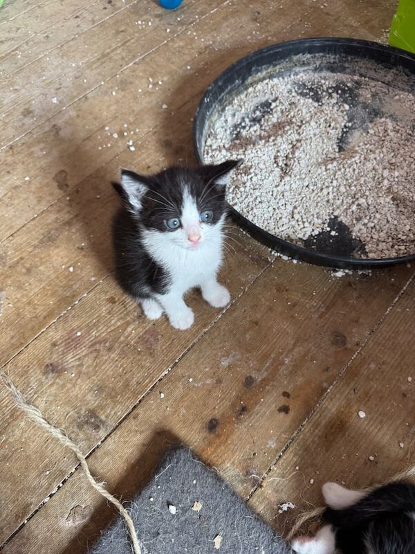 Kittens for sale in Newcastle upon Tyne, Tyne and Wear