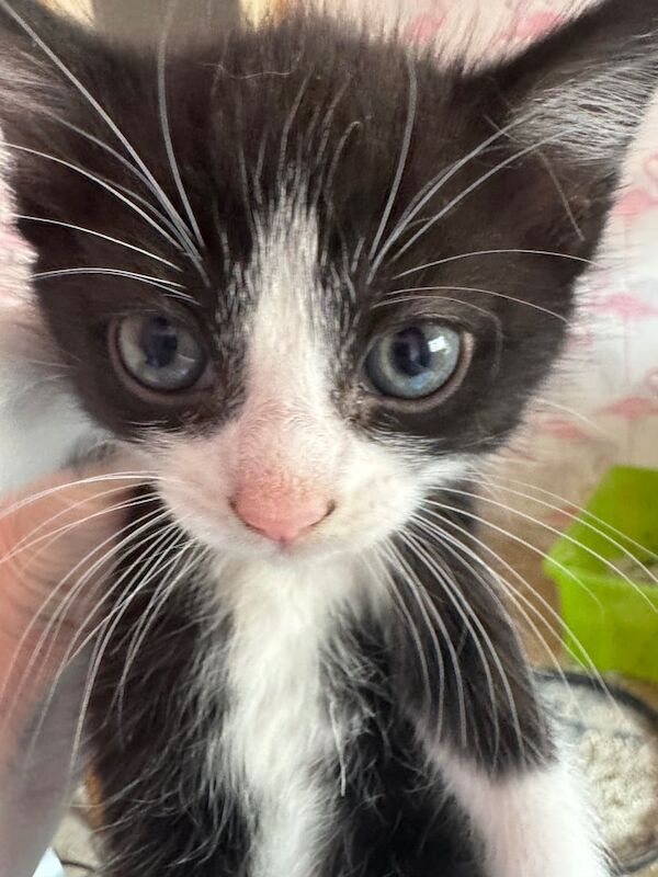 Kittens for sale in Newcastle upon Tyne, Tyne and Wear | Image 2