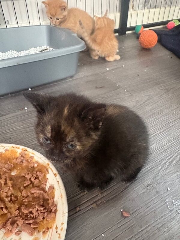 Kittens for sale in Blandford Forum, Dorset
