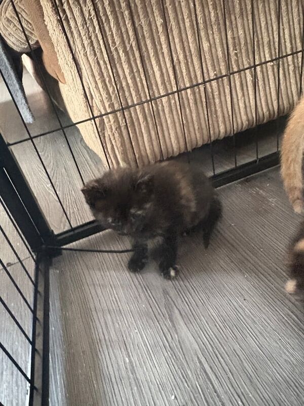 Kittens for sale in Blandford Forum, Dorset | Image 2