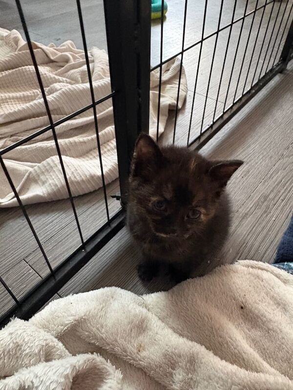 Kittens for sale in Blandford Forum, Dorset | Image 3