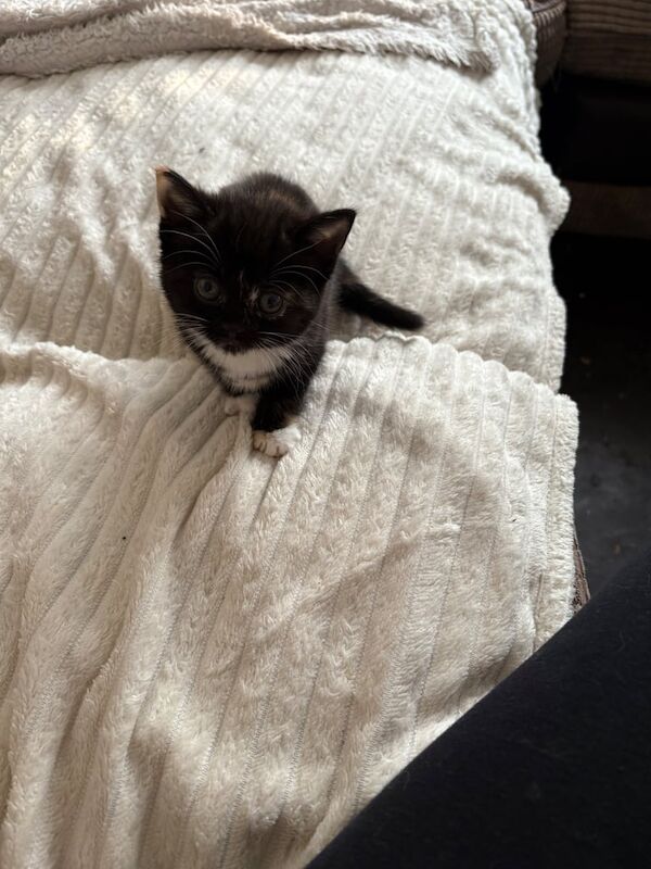 Kittens for sale in Clifton, Nottinghamshire