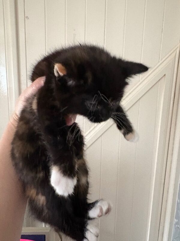 Kittens for sale in Clifton, Nottinghamshire | Image 2