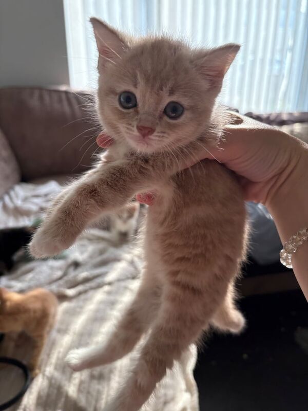 Kittens for sale in Clifton, Nottinghamshire | Image 3