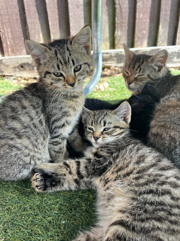 Kittens for sale in Oxford, Oxfordshire