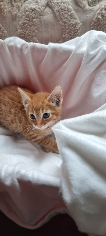 Kittens for sale in Redcar, North Yorkshire