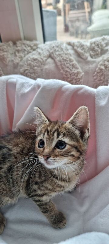 Kittens for sale in Redcar, North Yorkshire | Image 2