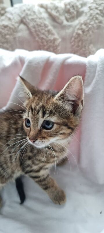 Kittens for sale in Redcar, North Yorkshire | Image 3