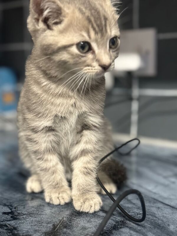 British Shorthair kittens for sale in Oldham, Greater Manchester – 10 weeks old