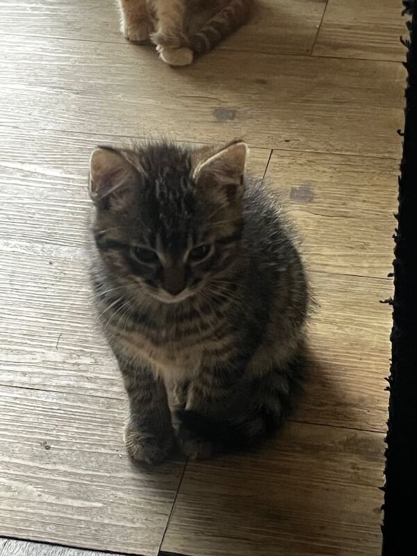 British Shorthair kittens for sale in Sandwell, West Midlands – 9 weeks old