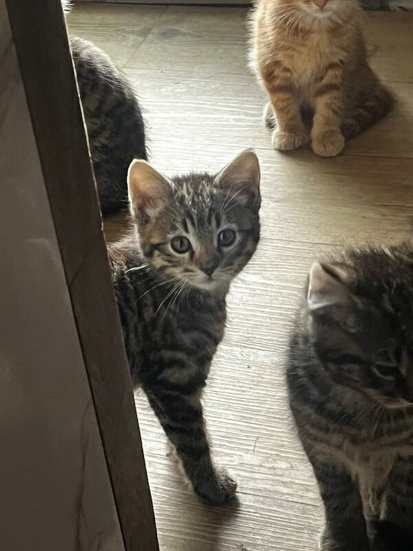 British Shorthair kittens for sale in Sandwell, West Midlands – 9 weeks old - Image 2 of 3
