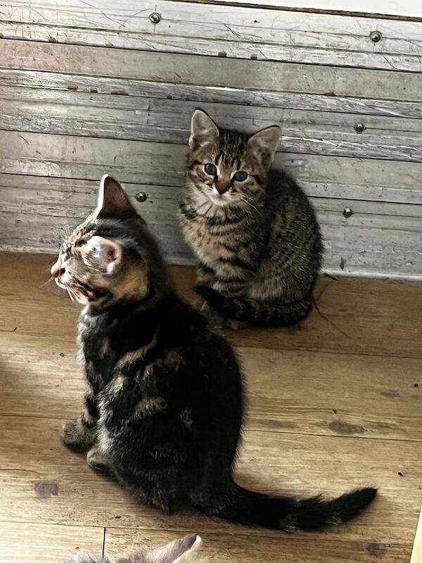 British Shorthair kittens for sale in Sandwell, West Midlands – 9 weeks old - Image 3 of 3