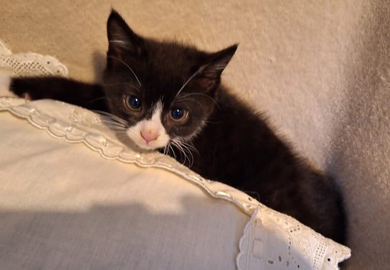 British Shorthair kittens for sale in Hillsborough, County Down – 8 weeks old