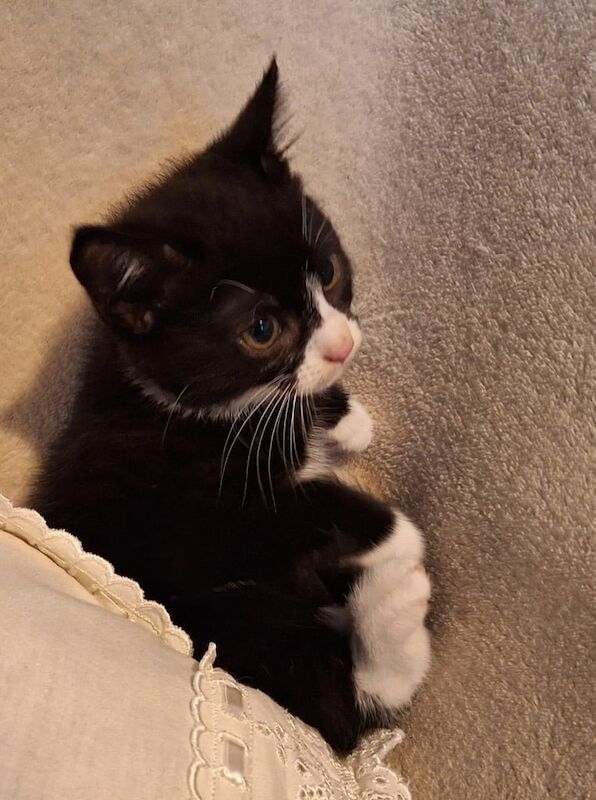 British Shorthair kittens for sale in Hillsborough, County Down – 8 weeks old - Image 2 of 3