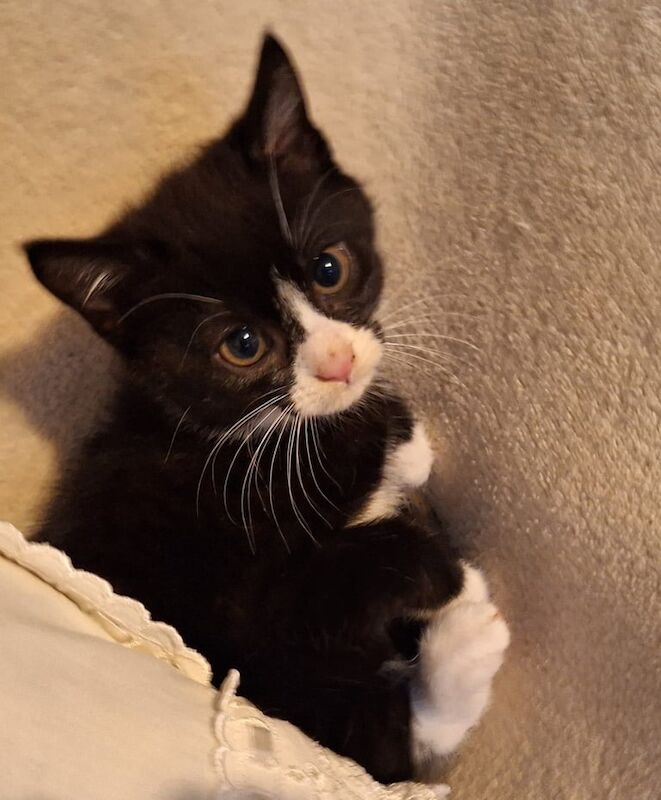 British Shorthair kittens for sale in Hillsborough, County Down – 8 weeks old - Image 3 of 3