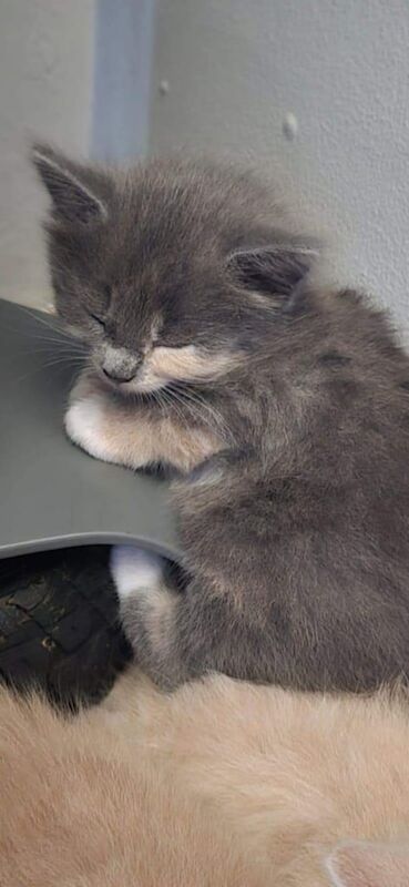 British Shorthair kittens for sale in Washington, Tyne and Wear – 4 weeks old