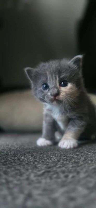 British Shorthair kittens for sale in Washington, Tyne and Wear – 4 weeks old - Image 2 of 3
