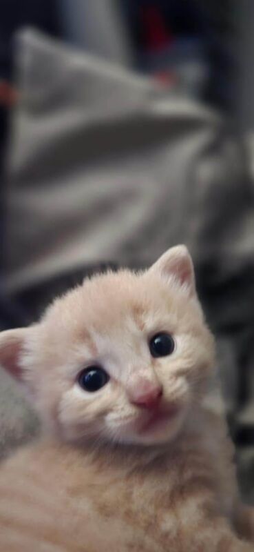 British Shorthair kittens for sale in Washington, Tyne and Wear – 4 weeks old - Image 3 of 3