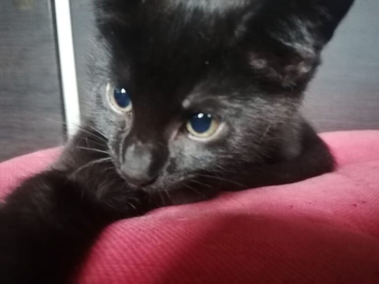 British Shorthair kittens for sale in Filton, Gloucestershire – 11 weeks old