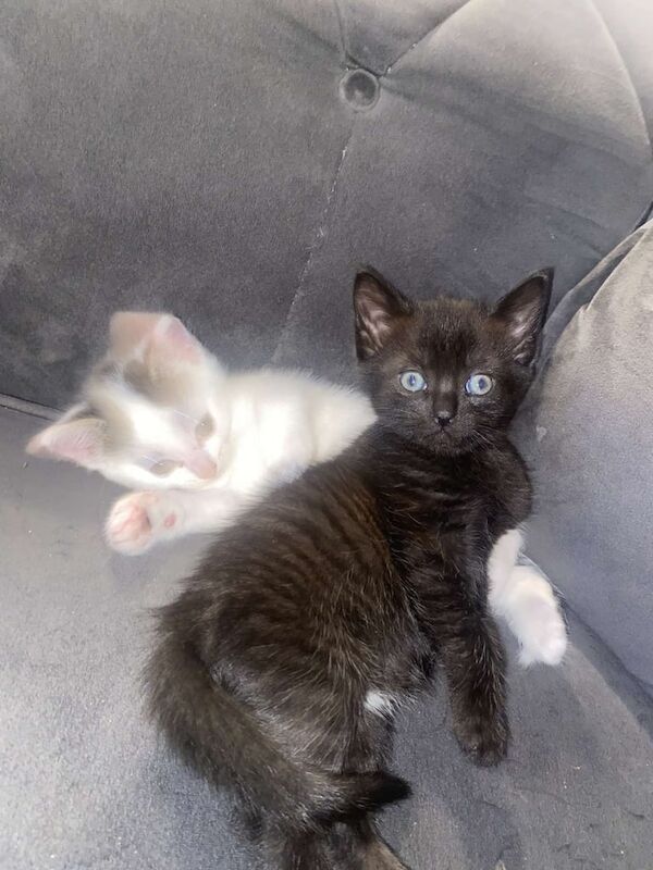 British Shorthair kittens for sale in Mayfield, Midlothian – 7 weeks old