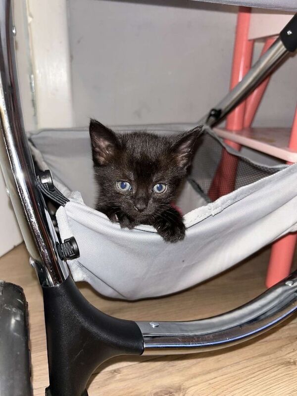 British Shorthair kittens for sale in Mayfield, Midlothian – 7 weeks old - Image 3 of 3