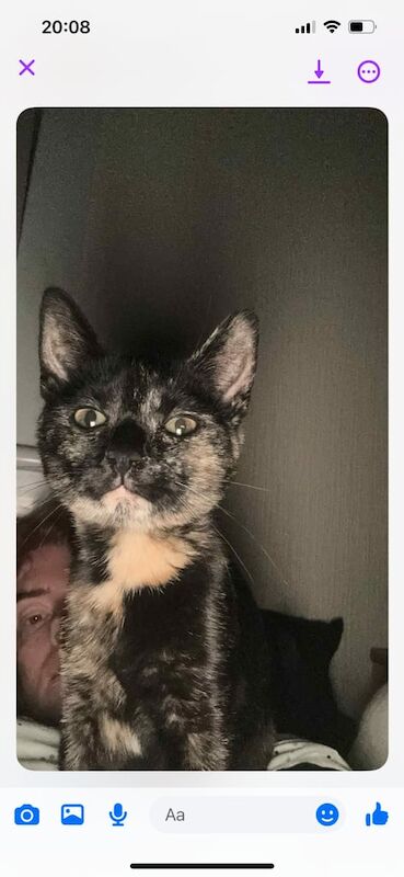 British Shorthair kittens for sale in Muirhouse, City of Edinburgh – 3 months old