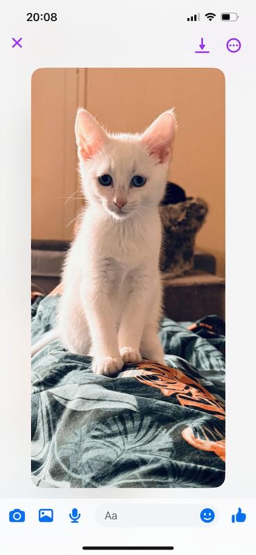 British Shorthair kittens for sale in Muirhouse, City of Edinburgh – 3 months old - Image 2 of 2