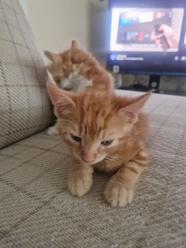 British Shorthair kittens for sale in Crumlin, County Antrim – 6 weeks old