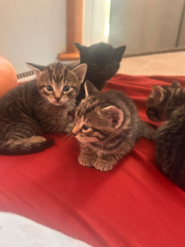 British Shorthair kittens for sale in Redbridge, Greater London – 8 weeks old